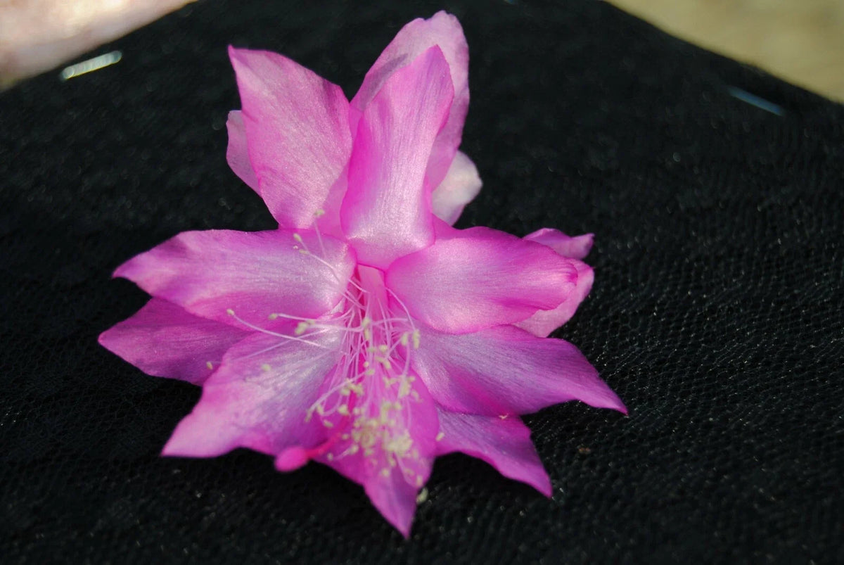 Christmas Cactus Starter Plant - Miss Shimano - Schlumbergera Truncata - Well Rooted Cactus, Perfect Holiday Gift