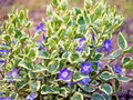 Variegated Vinca Vine Ground Cover Plants 12" - Live Perennial Plants (Vinca minor) - 4 Pack