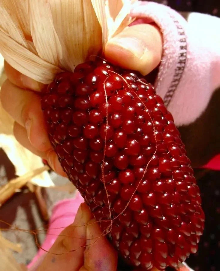 30+ Strawberry Ruby Corn Seeds - Heirloom Organic Popcorn - Sweet Rare Variety - Zea mays everta