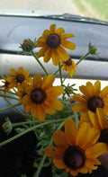 Black-Eyed Susan Rooted Cluster - Rare Native Wildflower, Rudbeckia hirta, 1 Per Order, Southern Alabama Stock