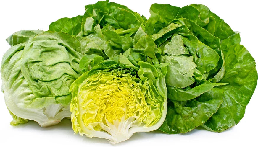 Boston Lettuce Seeds - 250 Count - Big Variety - Rare Garden Vegetable (Lactuca sativa)