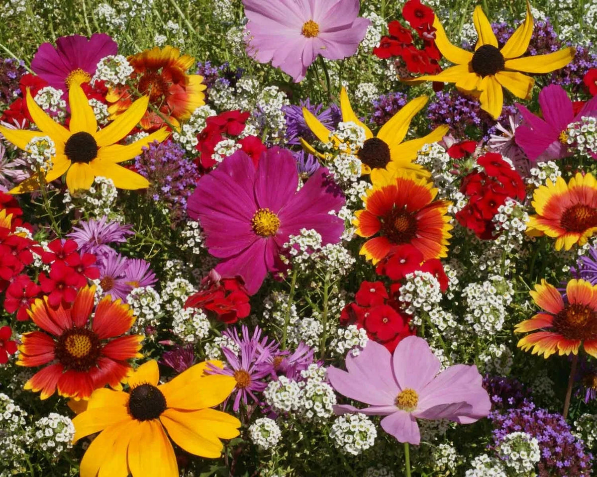 Butterfly Wildflower Mix Seeds - Non-GMO 500 Seeds - Includes Milkweed (Asclepias) for Attracting Butterflies