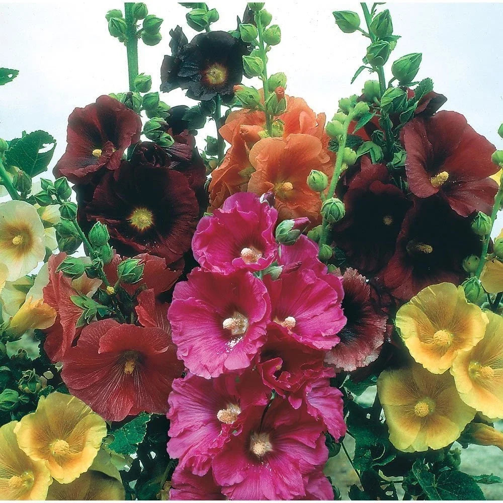Hollyhock Seeds - Giant Danish Mix - Rare Biennial - 11 Feet Tall - 25 Seeds - Alcea rosea