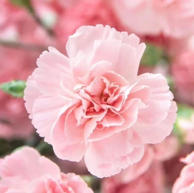 Carnation Flower Seeds, La France Pink, 100 Seeds, Easy to Grow, Dianthus caryophyllus