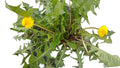 Dandelion Plants 100+ Wild Organic Non-GMO Heirloom Taraxacum officinale Bright Yellow Flowers Medicinal Nutritional