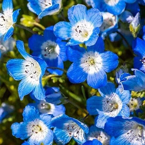 Baby Blue Eyes Flower Seeds - 600+ Annual Wildflower - Nemophila menziesii - Blue Blooming Garden Seeds