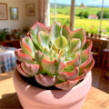 Tearless Beauty Variegated Succulent Bare Root Plant - 2.2"