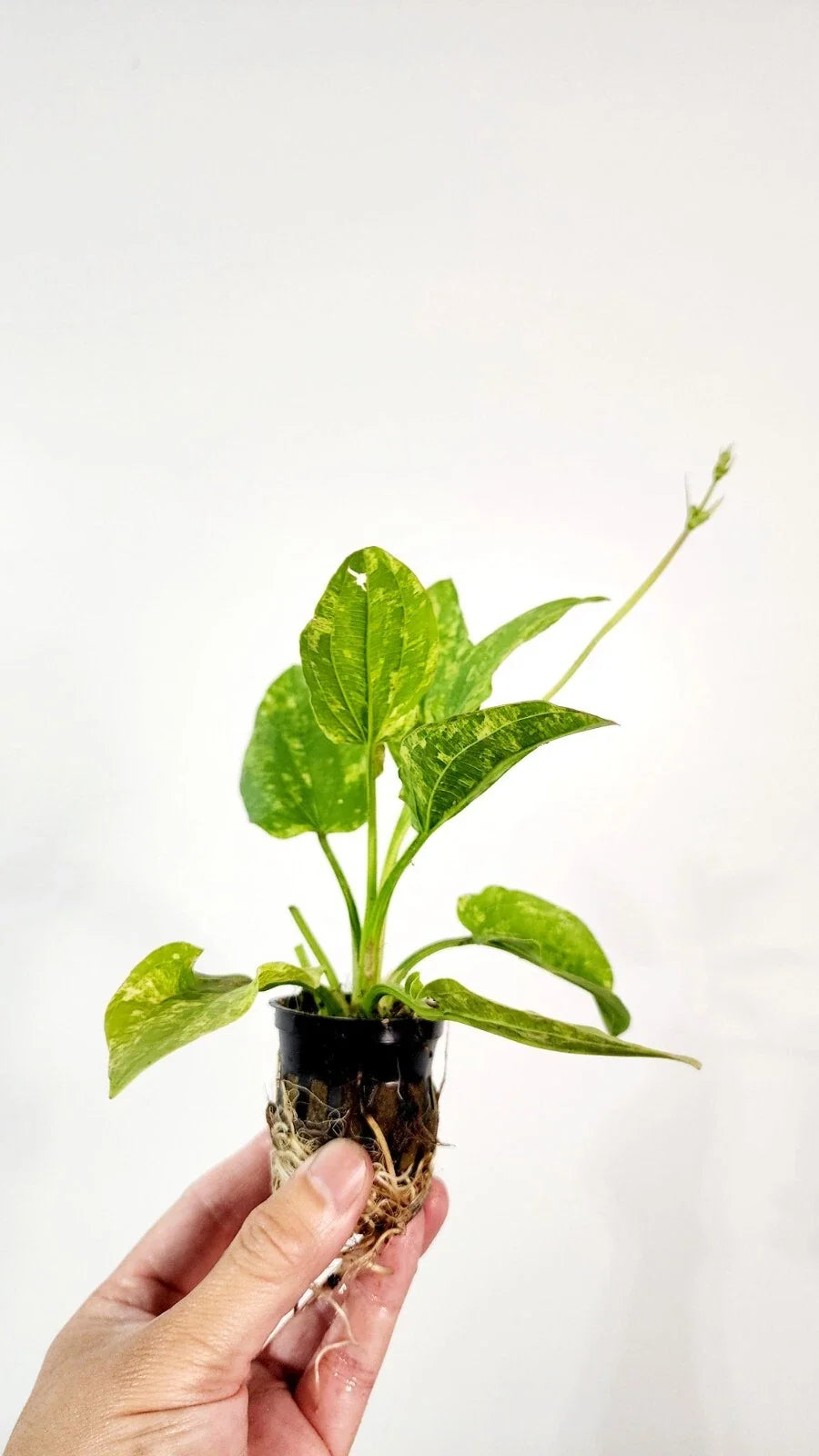 Live Marble Queen Sword Echinodorus cordifolius Var. Marble Queen Bareroot Live Aquatic Plant