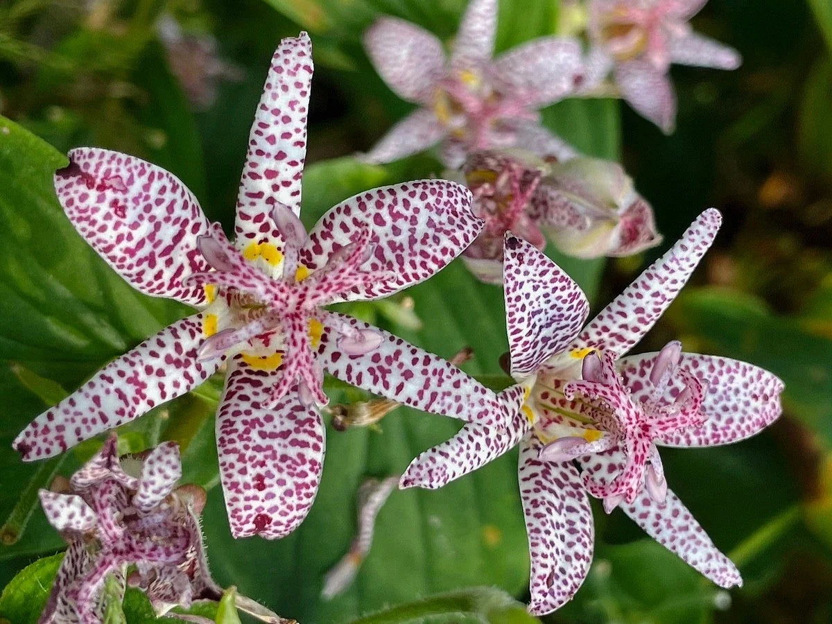Tricyrtis Sinonome Japanese Toad Lily - Live Starter Plant, Shade Perennial