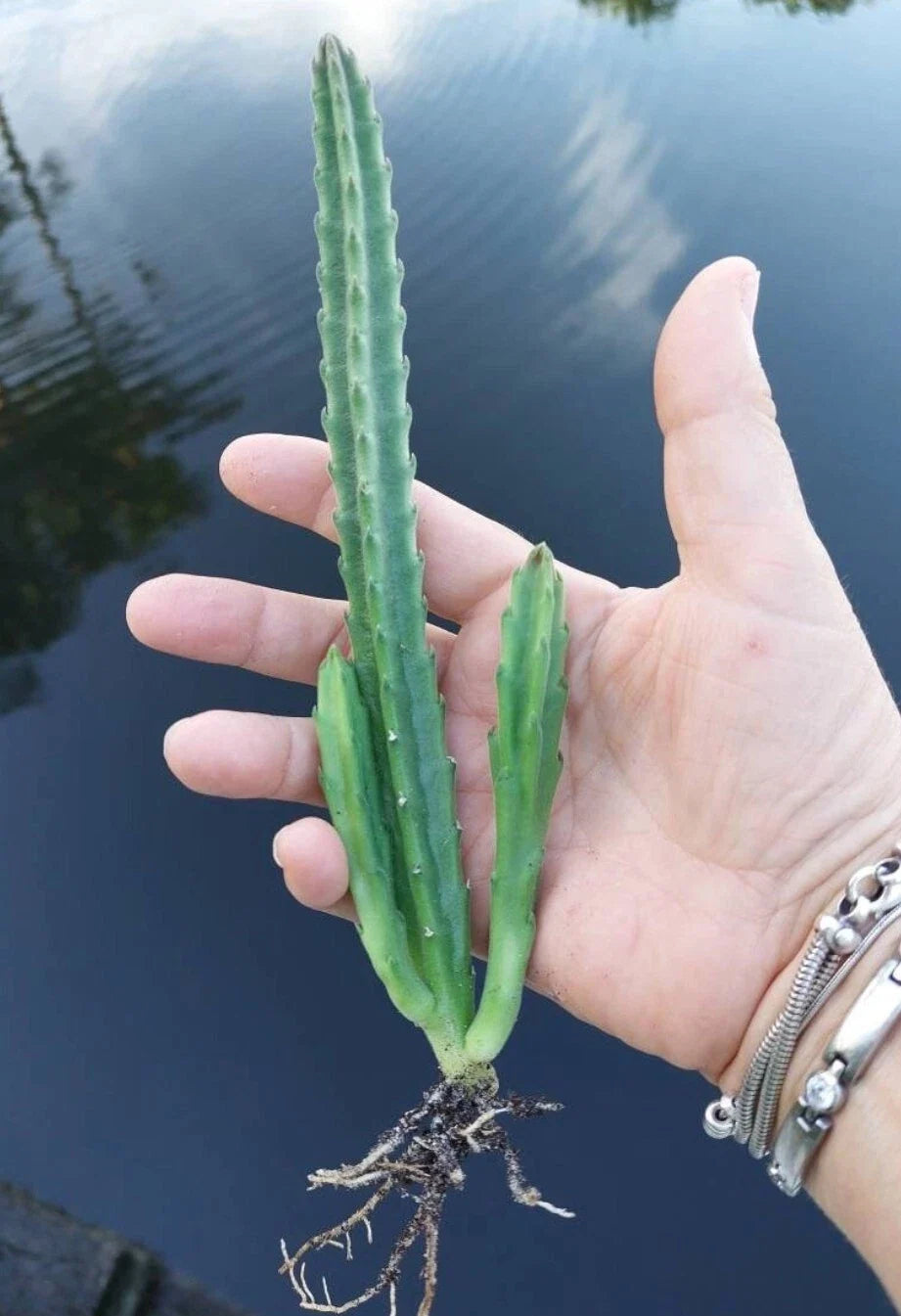 Black Bell Stapelia Live Starter Plant Bareroot – Huernia leendertziae / Stapelia Black Bell