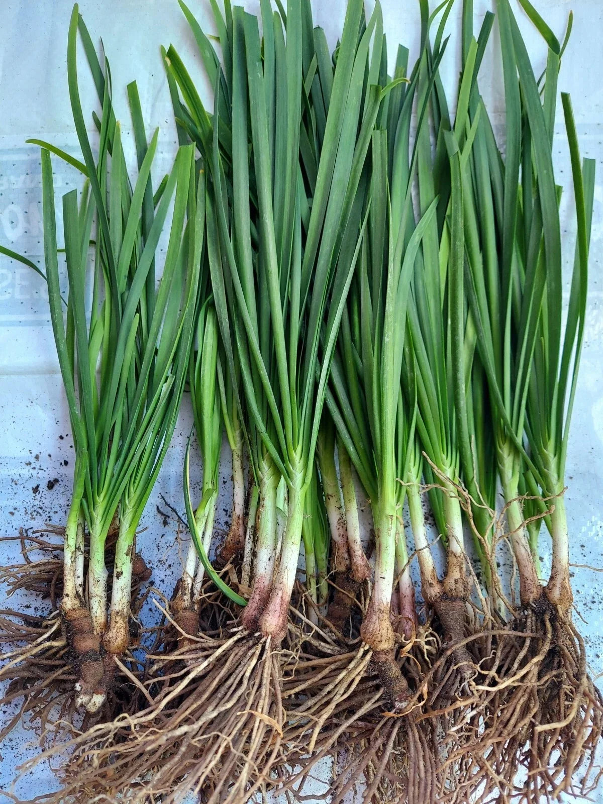 Garlic Chives Plants Bare Root (Allium tuberosum) — 20 Fresh Organic Starter Plants