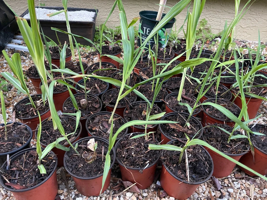 Sugar Cane Plant - 1 Rooted Green/Yellow Saccharum officinarum Starter Plant, Potted