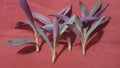 Purple Heart Wandering Jew Plant Cuttings 5 Pieces 4-6 Inches Tradescantia pallida