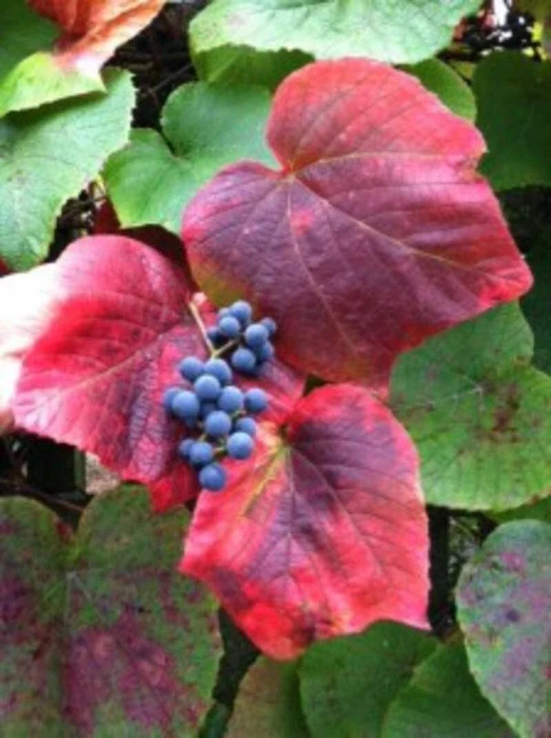 Vine Seeds for Planting - Climbing Wall/Fence Variety - Perfect for Landscaping - Vitis vinifera