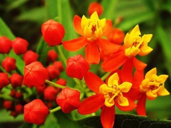 Milkweed Seeds - Tropical Bloodflower - Asclepias - Monarch Butterfly Host Plant - 100 Seeds