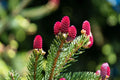 30 Red Spruce Tree Seeds - Picea Rubens - Planting Seeds - Grown in Iowa, USA