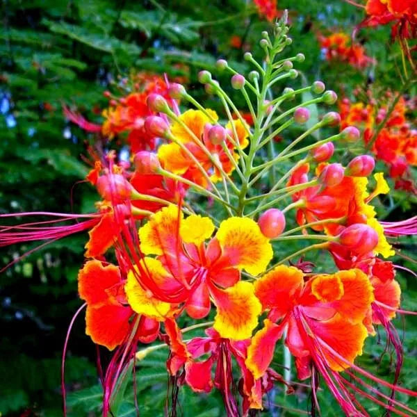 Mexican Red Bird of Paradise Seeds - Dwarf Poinciana Flower Shrub - C. Pulcherrima