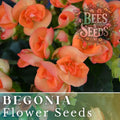Begonia Seeds - Juicy Tart - 45 or 125 Non-GMO Flower Seeds - Ideal for Gardens and Containers - Begonia x tuberhybrida
