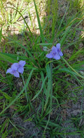 Live Widow's Tears Plants 5-Pack, Blue-Purple Blooms, Commelina spp., Native Southern Beauty, Shade-Loving, Rare Garden Flower
