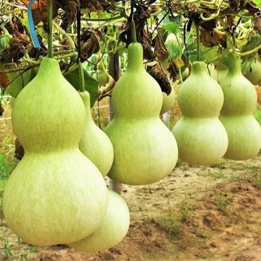 Birdhouse Bottle Gourd Seeds - Hard Shelled Calabash for 2025 Planting - Lagenaria siceraria