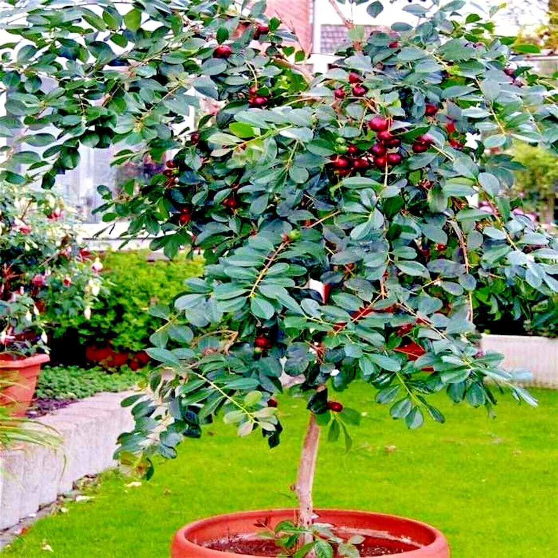 50 Strawberry Guava Tree Seeds - Edible Fruit Plant - Psidium cattleianum - Tropical Garden Variety