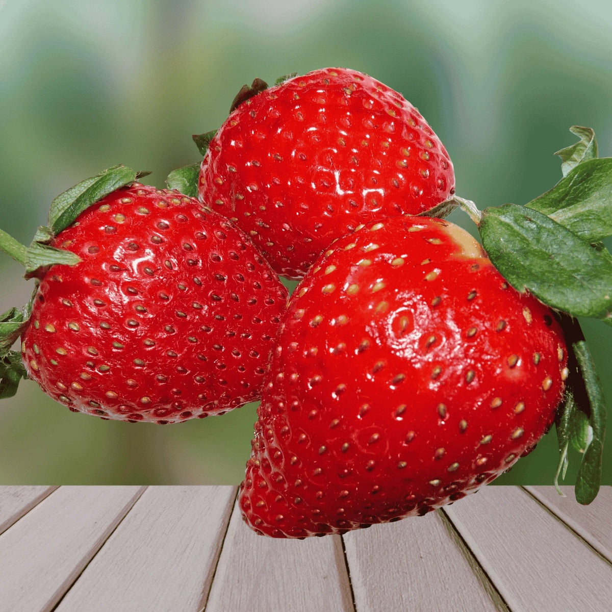 Bare Root Strawberry Plants - Large Sweet June-Bearing - Dickens Variety - Fragaria × ananassa