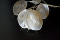 White Money Plant Seeds - 30 Seeds - Lunaria Biennis - Honesty Plant - Perennial Herb for Garden Planting