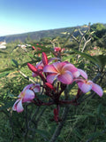 Pink Plumeria Cutting 10 Inch Rooted Frangipani Plant (Plumeria spp.) - Hawaiian Grown