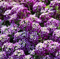 Sweet Alyssum Seeds - 100 Count - Rosie O'Day Variety - Lobularia maritima
