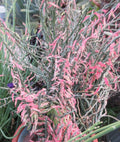 Devil's Backbone Cuttings - 10 Zig Zag Redbird Variegated - Pedilanthus Tithymaloides