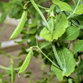 Sugar Snap Pea Seeds - 30 Heirloom Non-GMO Pod Peas for Vegetable Garden - Pisum sativum