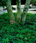 Pachysandra Procumbens - 10 Rooted Cuttings - Native Ground Cover - Winter Hardy Plant