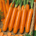 Little Finger Baby Carrot Seeds - NON-GMO, 1,500 Seeds - Daucus carota, Ideal for Home Gardening and Vegetable Gardens