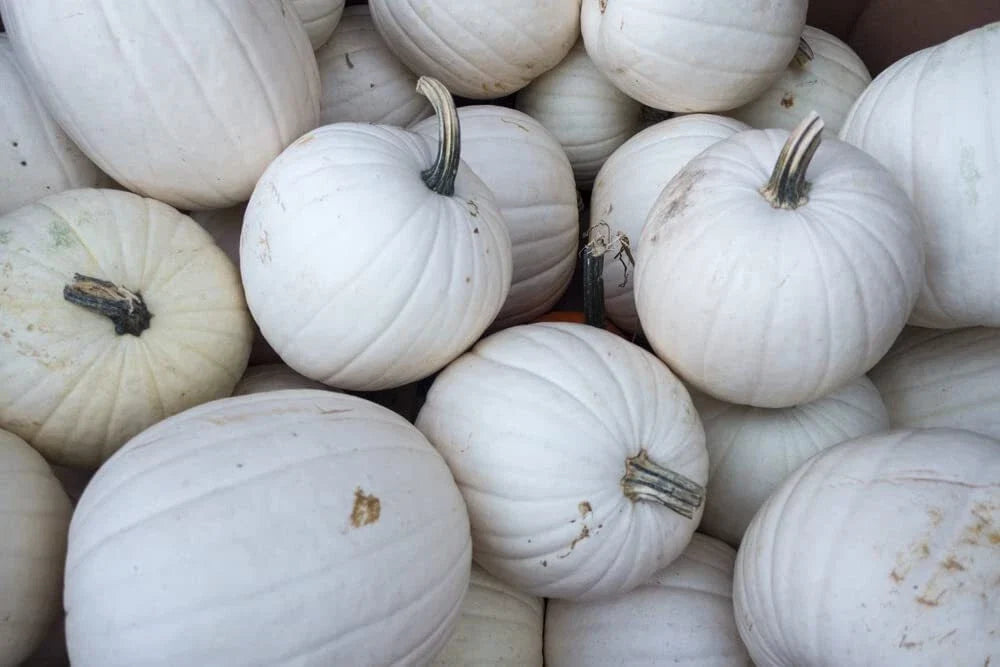 Blanco White Pumpkin Seeds for Planting - 10 Count - Ideal for White Jack-O-Lanterns (Cucurbita pepo)