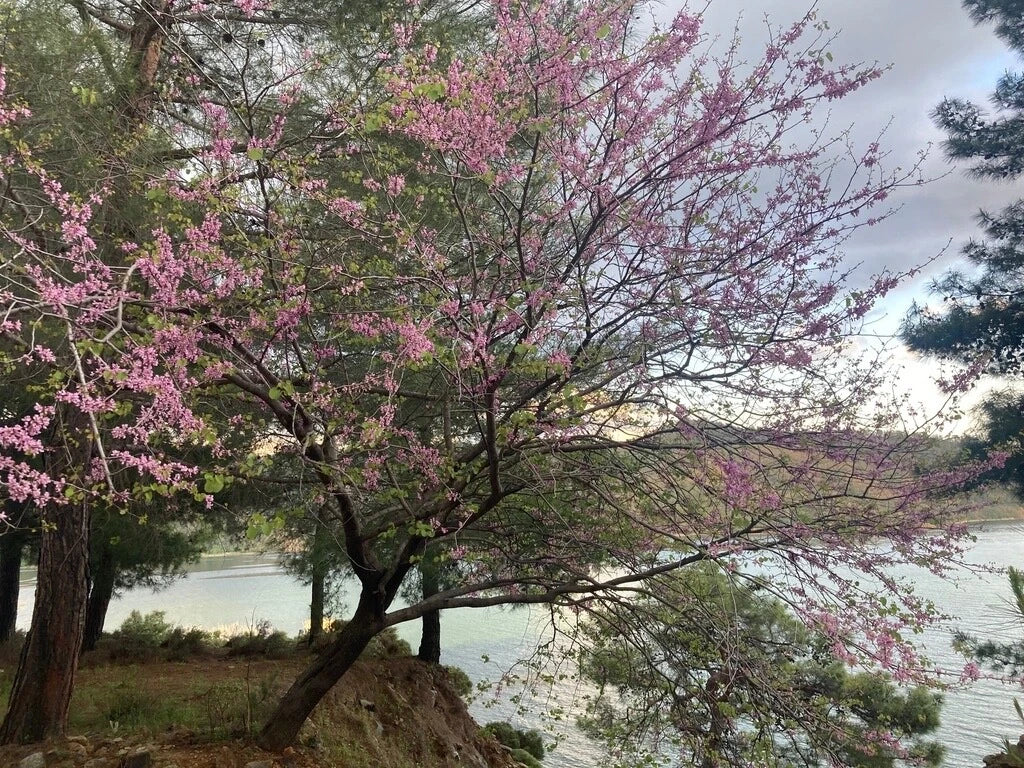Cercis Siliquastrum Seeds - Pink Judas Tree Seeds for Planting - Flowering Tree Seeds