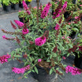 Raspberry Buddleia Starter Plant 2–4” | Butterfly Bush | Buddleja davidii