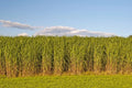 Switchgrass Seeds for Planting - Fast Growing Hardy Prairie Grass, Biofuel (Panicum virgatum)