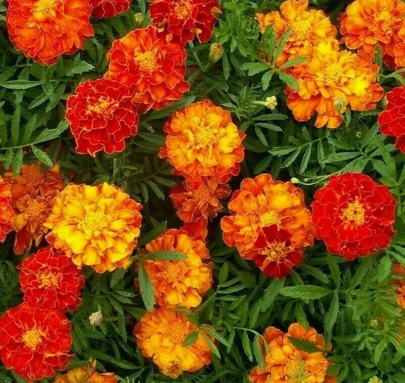 Marigold Seeds 100+ Sparky Mix Flower Garden Annuals Orange Yellow Tagetes erecta Free Shipping