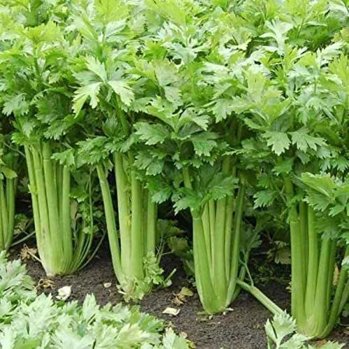 Celery Seeds 250 Heirloom Non-GMO Seeds Green Apium graveolens Made in USA Ships from Iowa