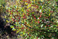 Winterberry Seeds 100pcs for Planting, Ilex verticillata, Celastrales, Native Shrub, Deciduous, Garden Planting