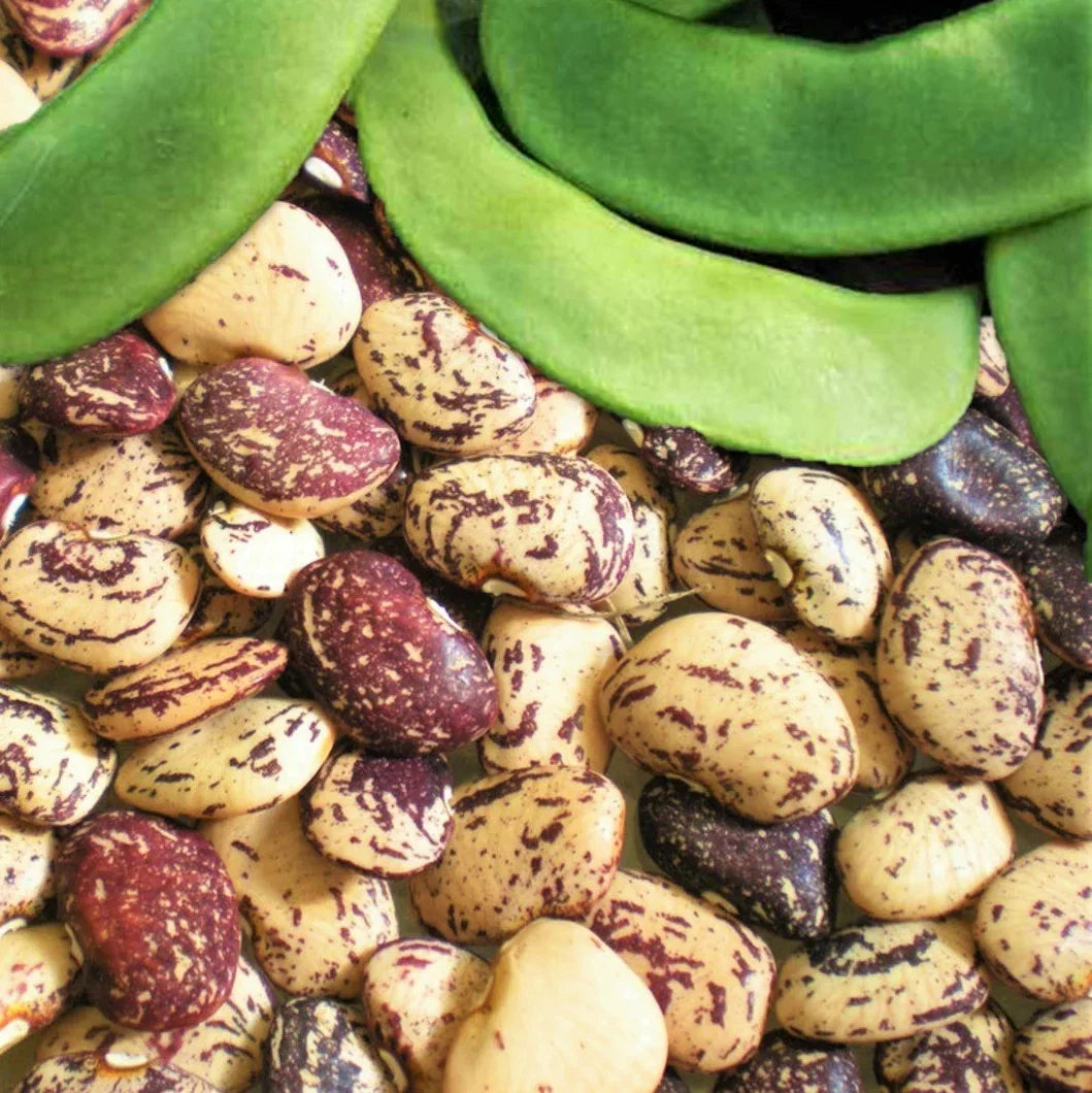 Jackson Wonder Lima Bean Seeds - Speckled Baby Butter Beans - Phaseolus lunatus - Ideal for 2025 Planting