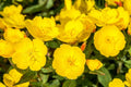 Evening Primrose Seeds 500 Pack - Oenothera biennis - Yellow Flowering Perennial Seeds for Planting