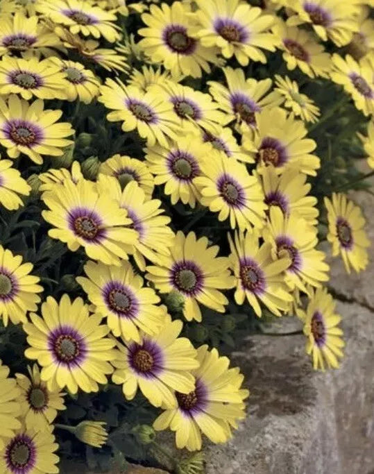 African Daisy Plants, 12" Tall, Yellow and Purple, Osteospermum, 5 to 6 Plants in Pot