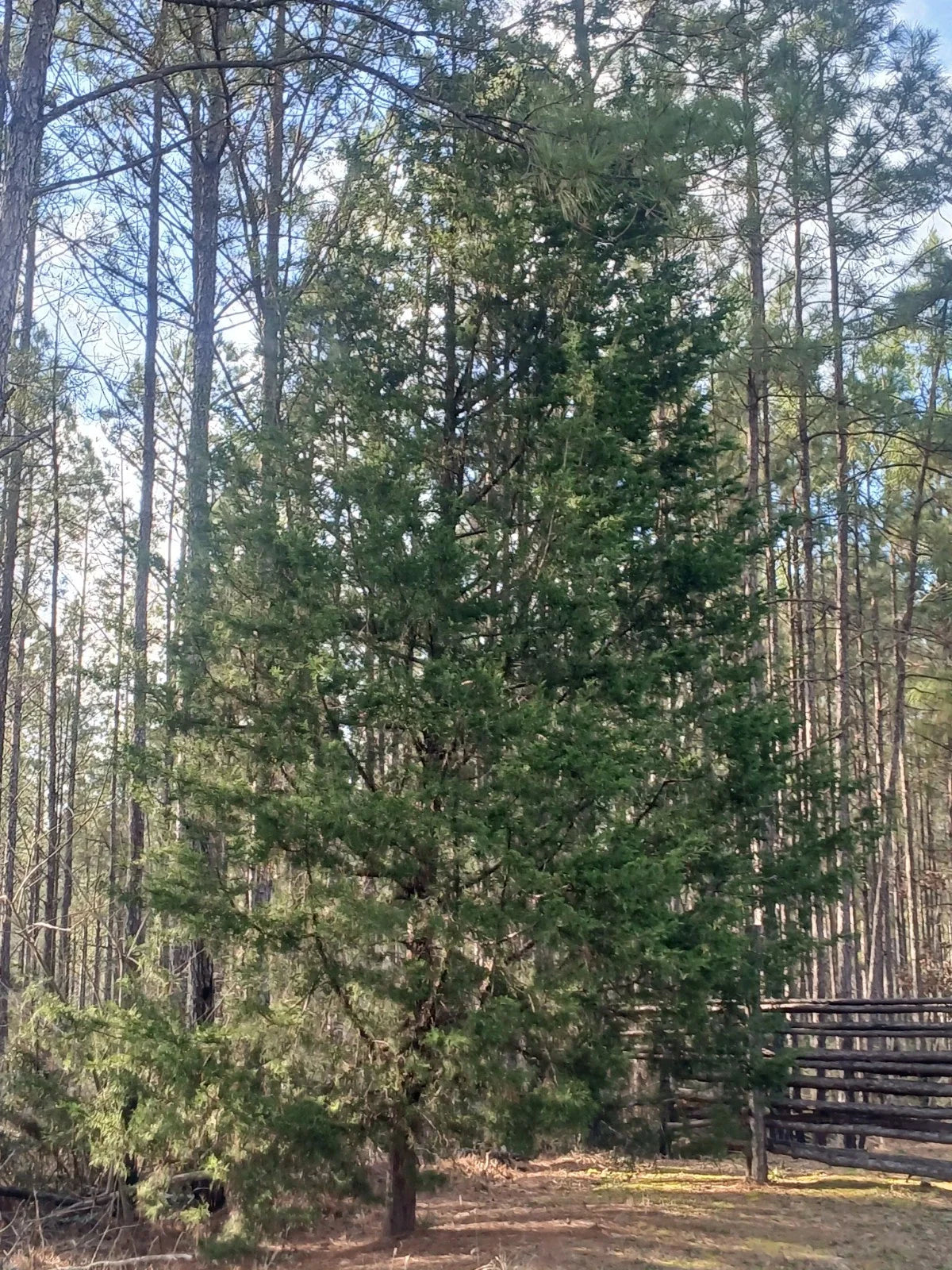 3 Live Southeastern Red Cedar Trees Seedlings 10-12" Bare Root (Juniperus virginiana)