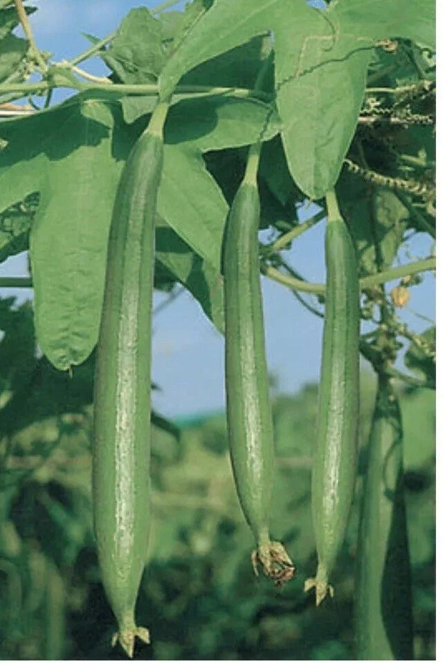 Asian Vegetable Luffa Seeds - 50+ Smooth Sponge Gourd Vine - Muop Huong (Luffa aegyptiaca)