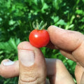 Red Currant Tomato Seeds - 10+ Heirloom Organic NON-GMO - Fresh Garden Seeds - Solanum lycopersicum