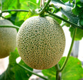 Cantaloupe Seeds (100+ Seeds) - Hale Variety, Made in USA, Ships from Iowa - Cucumis melo