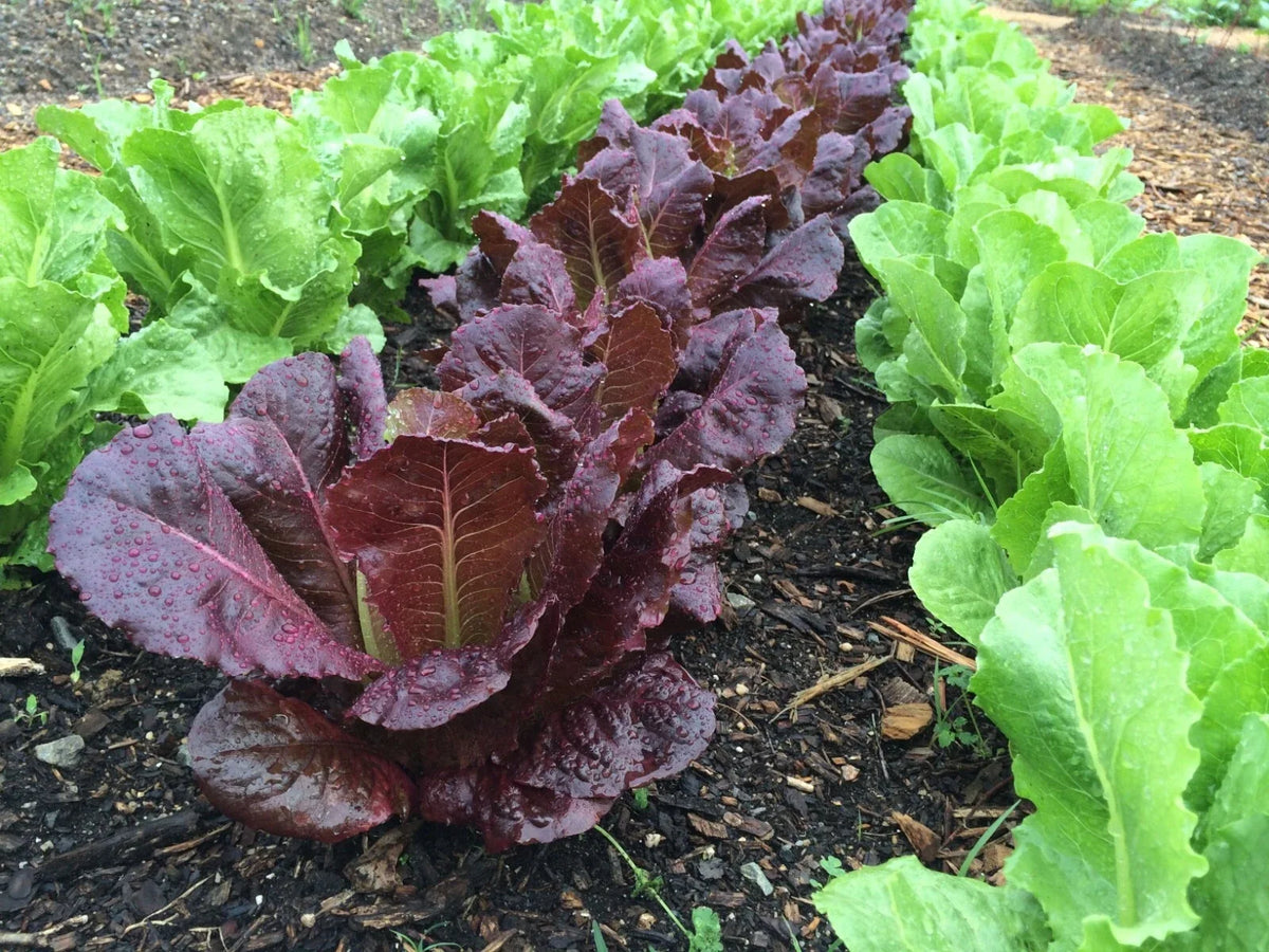 Red Romaine Lettuce Seeds - 1000+ Heirloom Organic Non-GMO - Perfect for Home Gardening - Lactuca sativa