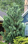 25 Weeping Cypress Pine Seeds - Hesperocyparis funebris - Non-GMO, Drought-Resistant, Evergreen Tree Seeds