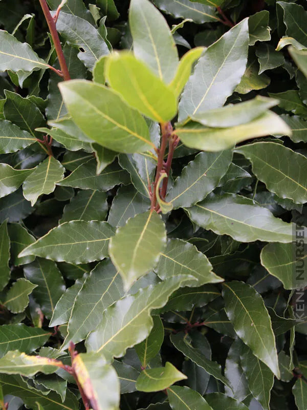 Bay Leaf Tree Starter Plant - Laurus nobilis - Bay Laurel - Sweet Bay - Rooted Small Size